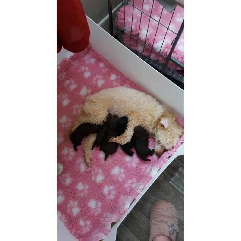 Minature Poodle Puppies