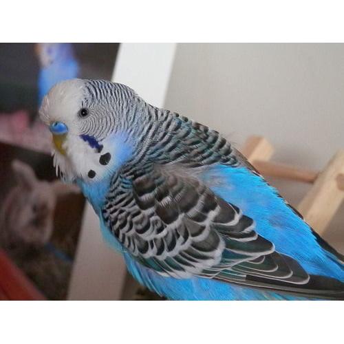 budgies + cage