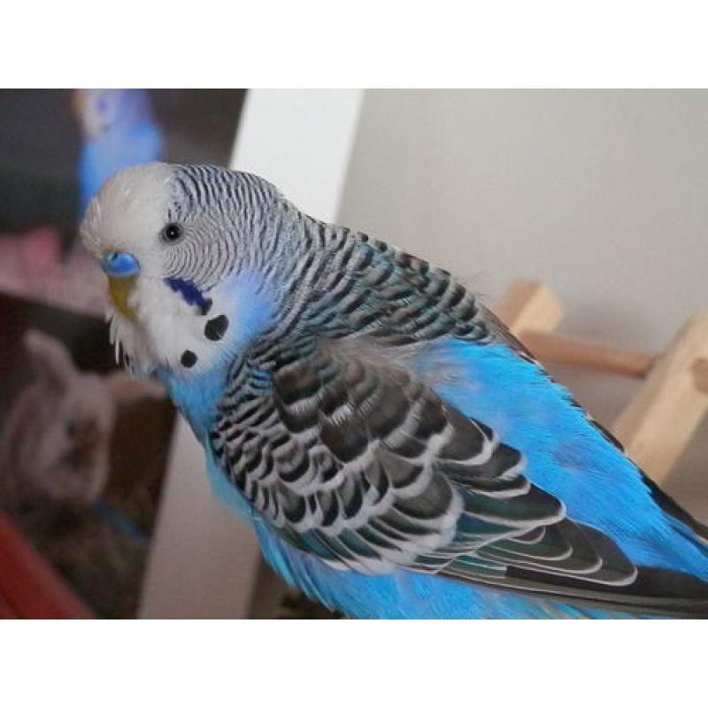 budgies + cage