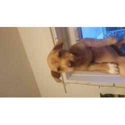 Minature Jack Russels puppies for sale