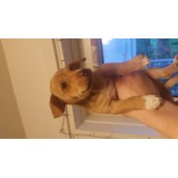 Minature Jack Russels puppies for sale