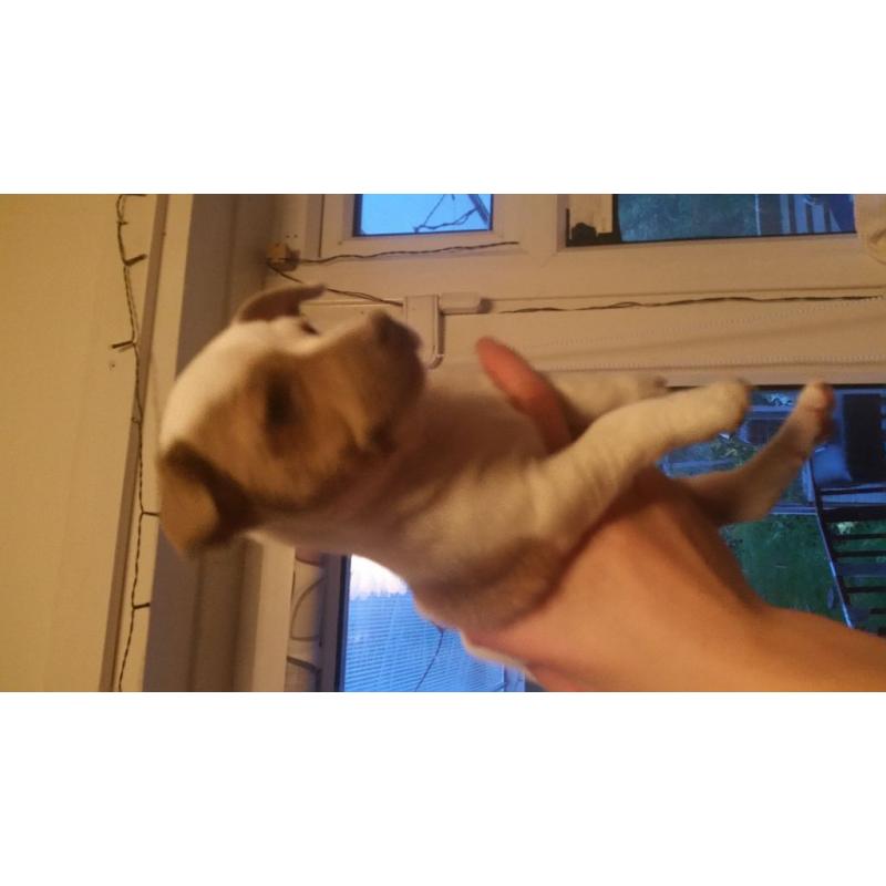 Minature Jack Russels puppies for sale