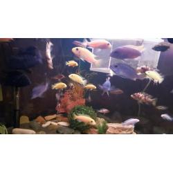Mixed cichlids