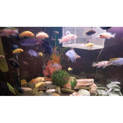 Mixed cichlids