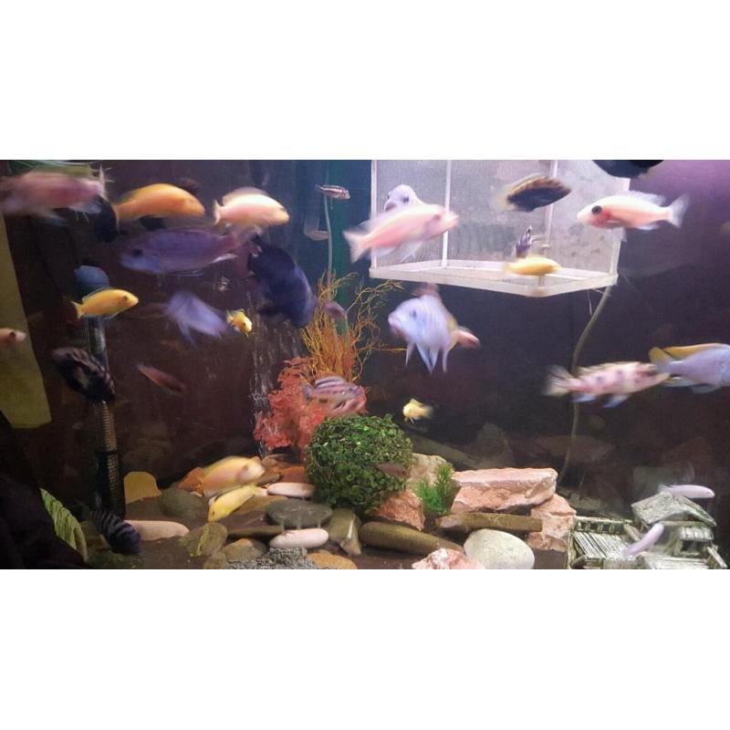 Mixed cichlids
