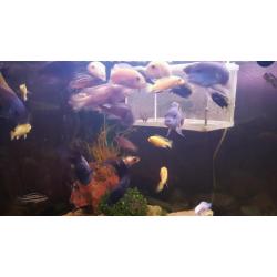 Mixed cichlids