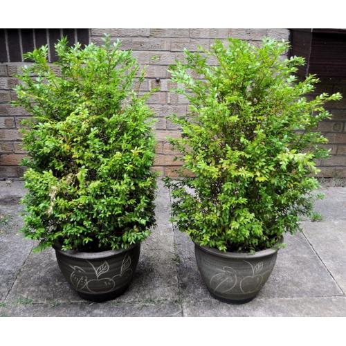 Buxus with flowerpot 90cm x 2