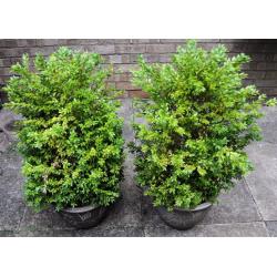 Buxus with flowerpot 90cm x 2