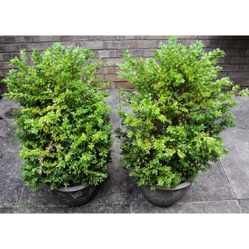 Buxus with flowerpot 90cm x 2