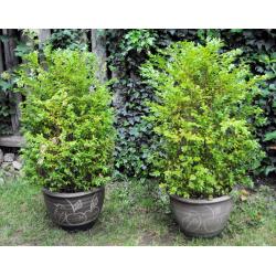 Buxus with flowerpot 90cm x 2