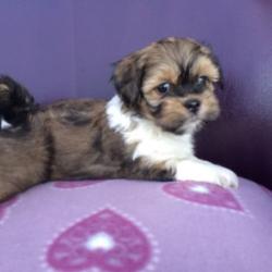 Lhasa Apso female pups for sale.