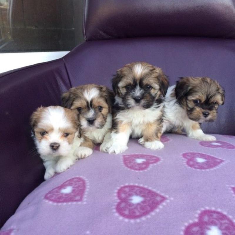 Lhasa Apso female pups for sale.