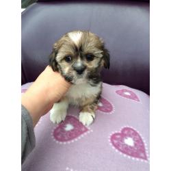 Lhasa Apso female pups for sale.