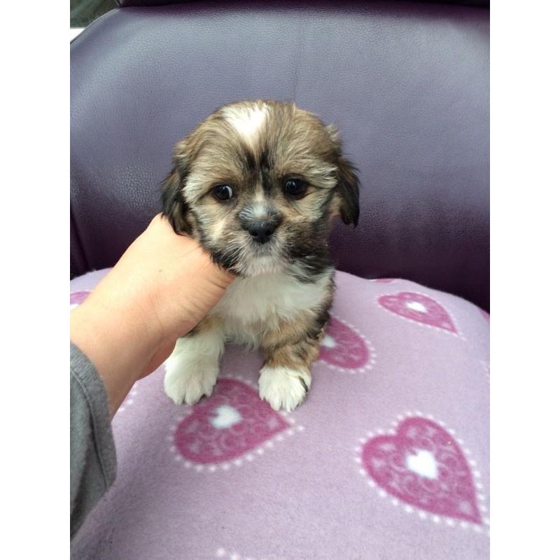 Lhasa Apso female pups for sale.