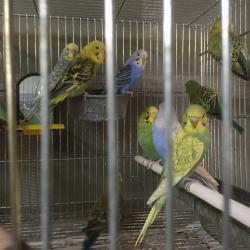 Beautiful baby budgies for sale