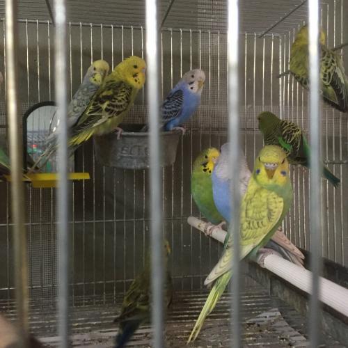 Beautiful baby budgies for sale