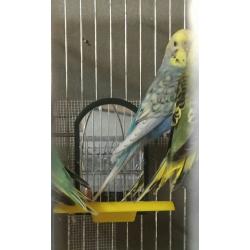 Beautiful baby budgies for sale