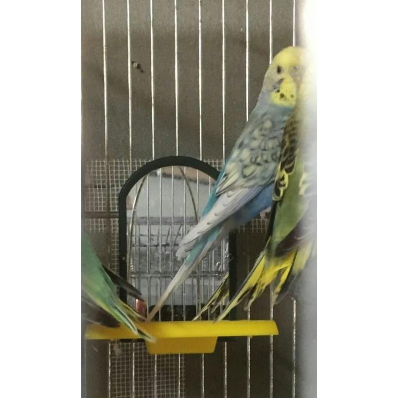 Beautiful baby budgies for sale