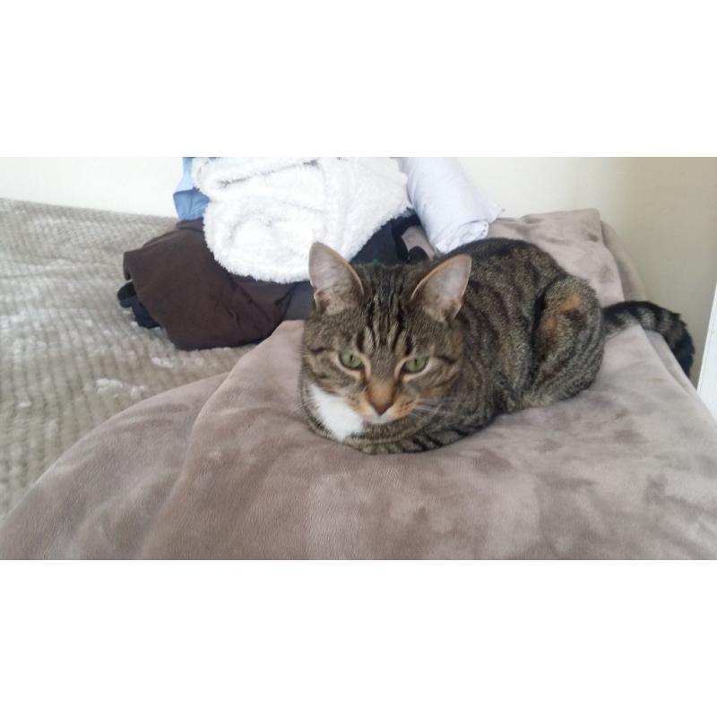 Very cute cat for sale