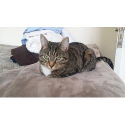 Very cute cat for sale