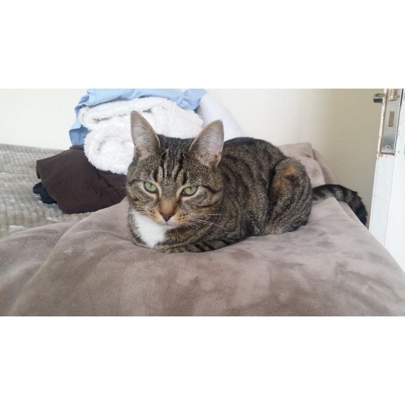 Very cute cat for sale