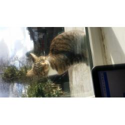 Very cute cat for sale