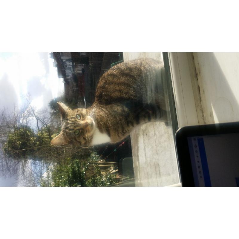 Very cute cat for sale