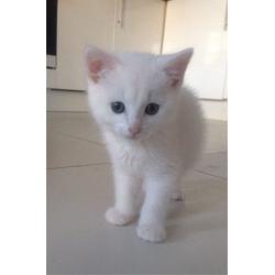 Pure white kitten with blue eyes