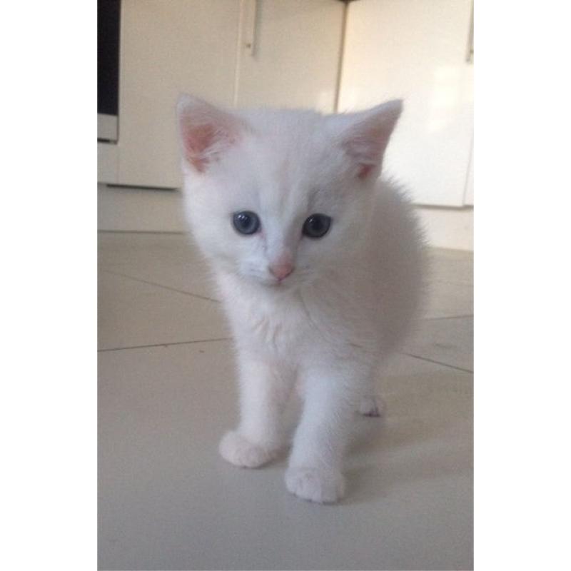 Pure white kitten with blue eyes