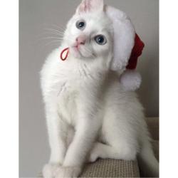 Pure white kitten with blue eyes