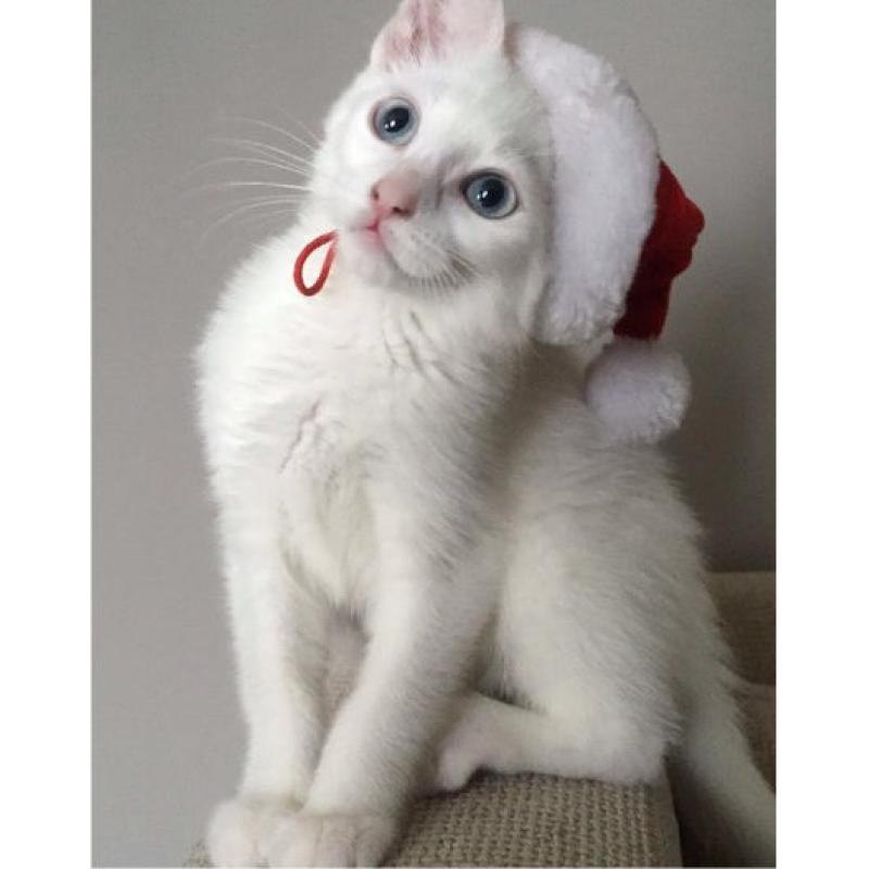 Pure white kitten with blue eyes