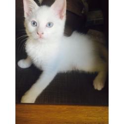 Pure white kitten with blue eyes