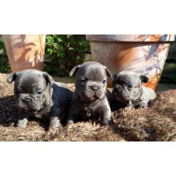 2 Gorgeous Blue French Bulldog Girls