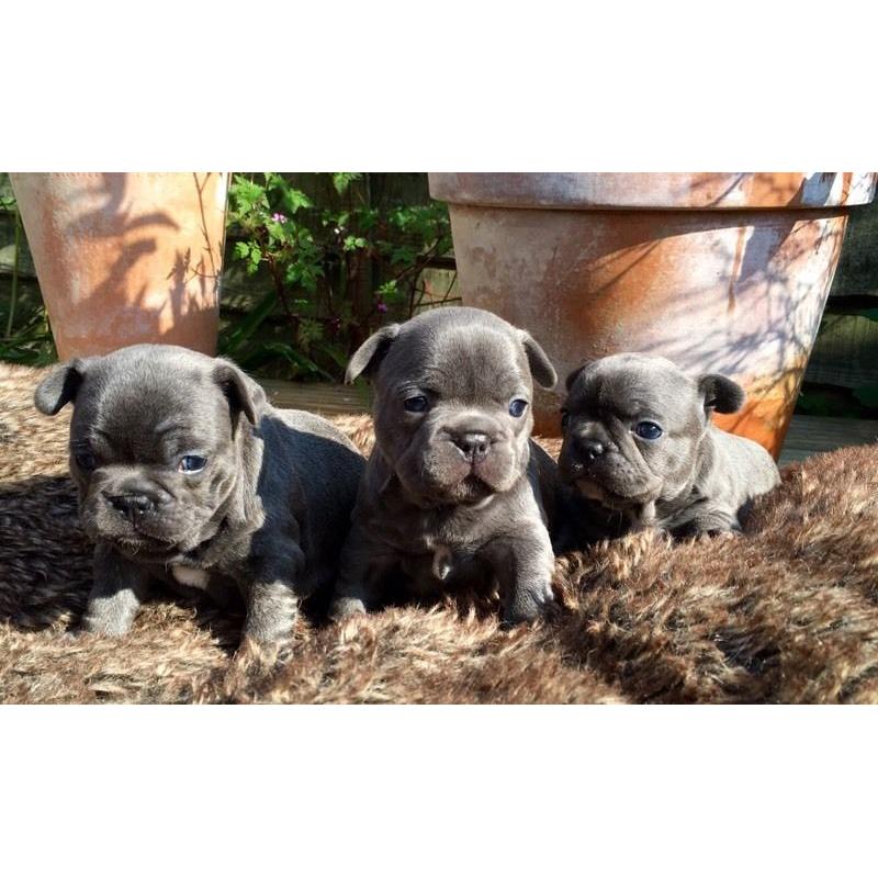 2 Gorgeous Blue French Bulldog Girls