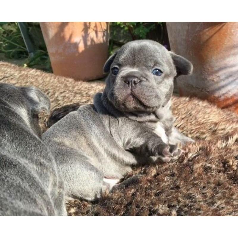 2 Gorgeous Blue French Bulldog Girls