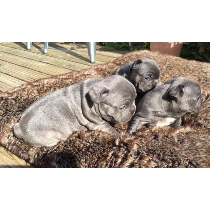 2 Gorgeous Blue French Bulldog Girls