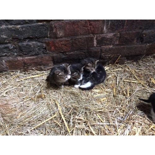 3 Beautiful kittens for sale boy and girl available