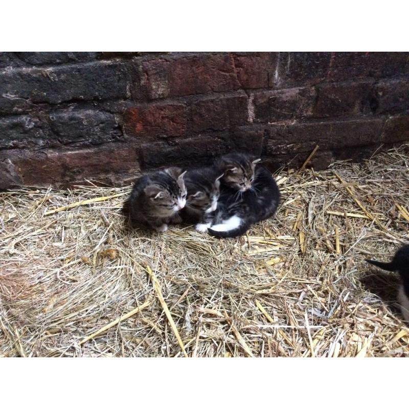 3 Beautiful kittens for sale boy and girl available