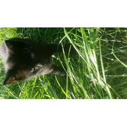 Kitten for sale