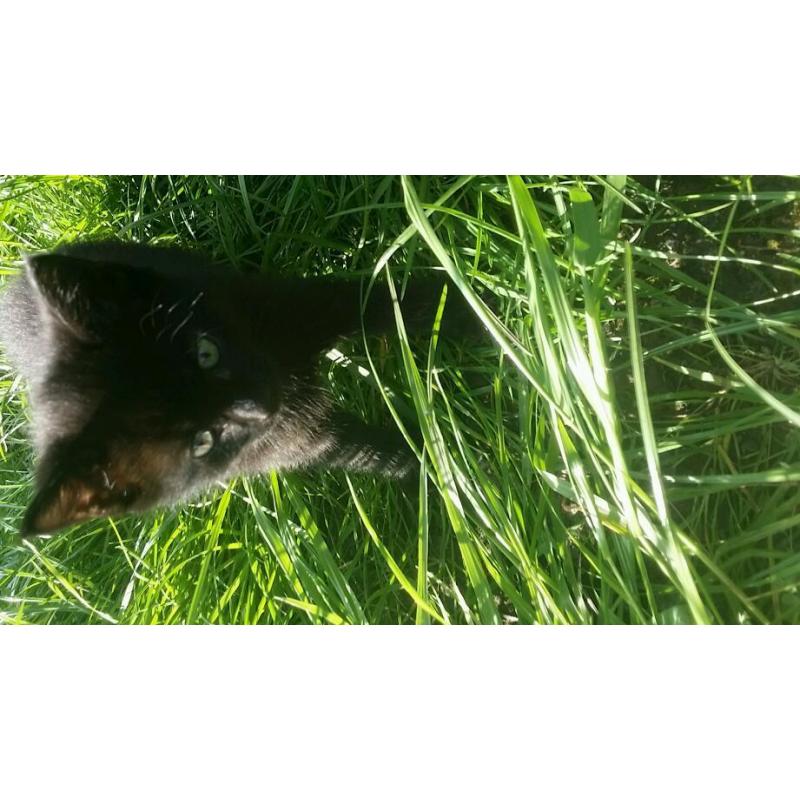 Kitten for sale