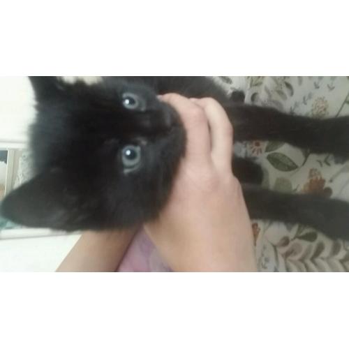 Kitten for sale