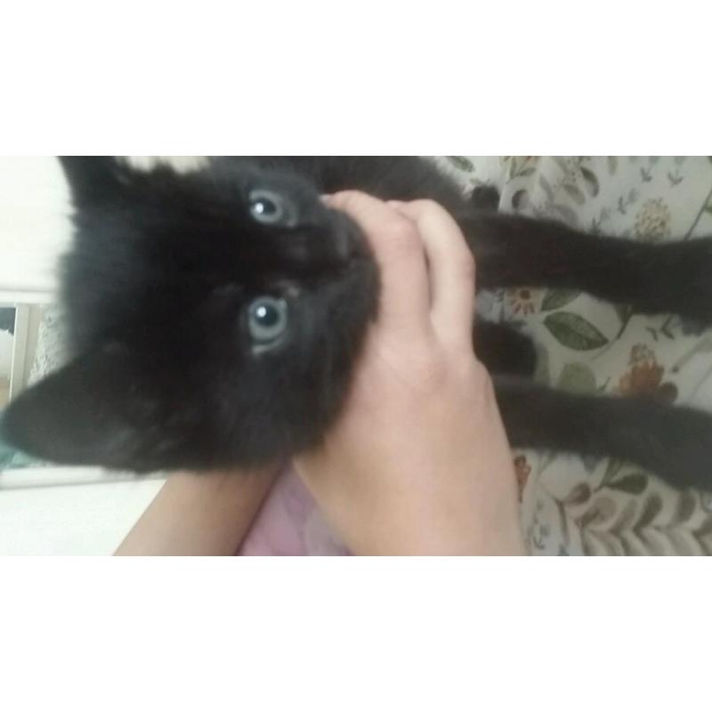 Kitten for sale