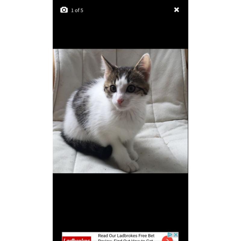 White tabby kitten
