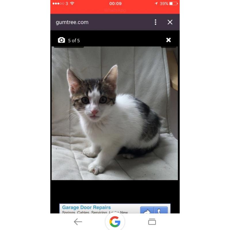 White tabby kitten