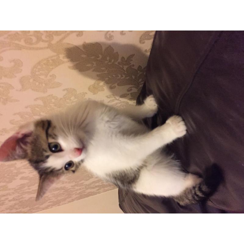 White tabby kitten