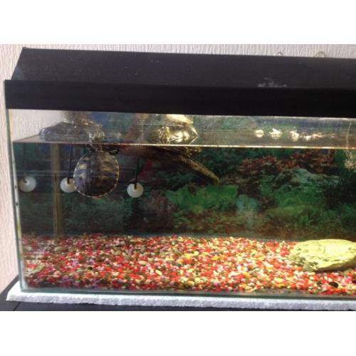 Terrapins an set up for sale