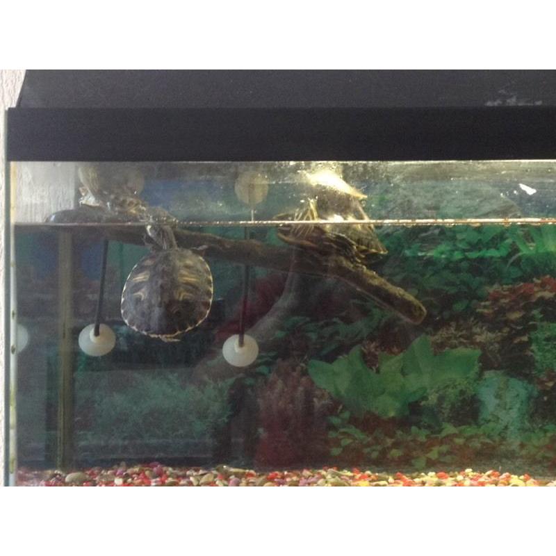 Terrapins an set up for sale