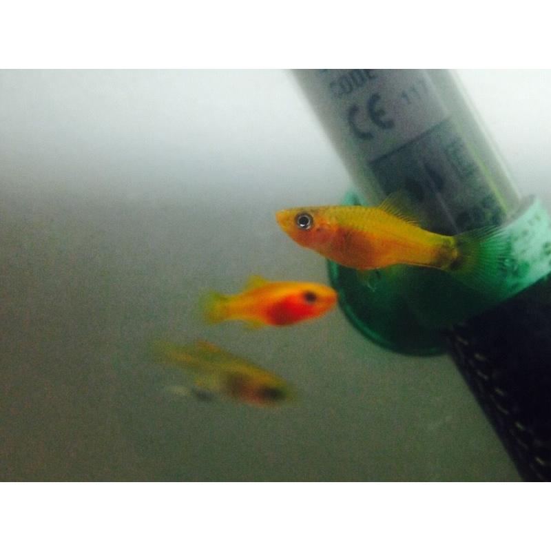 Tropical orange sword tail fish 30+ available
