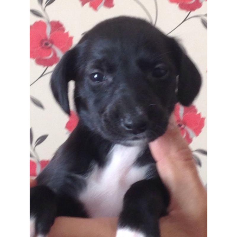 Saluki X Lurcher puppy