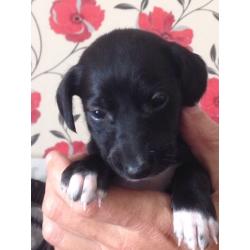 Saluki X Lurcher puppy